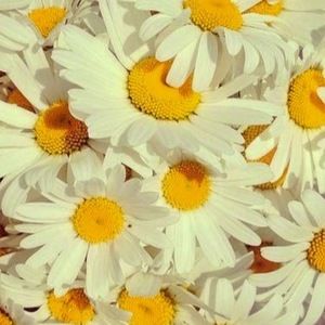 Meet your Posher, Ali